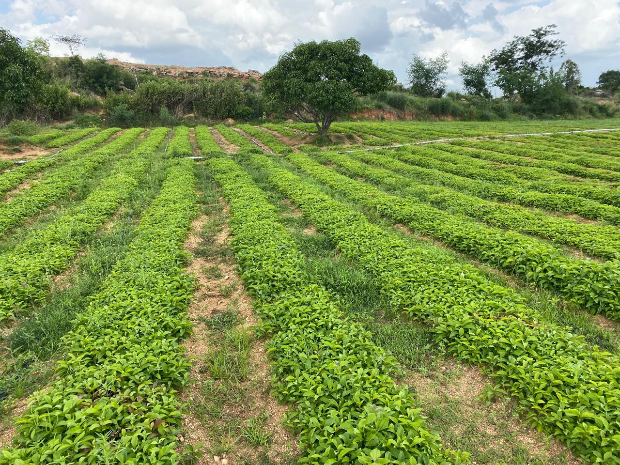 Established green Nannari plants growing in cultivated rows
