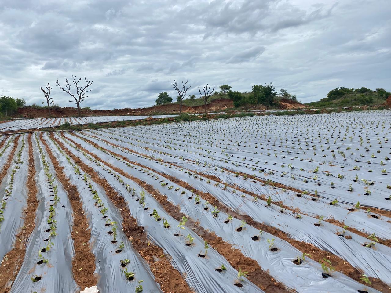 Prepared agricultural field with planting rows for Nannari cultivation