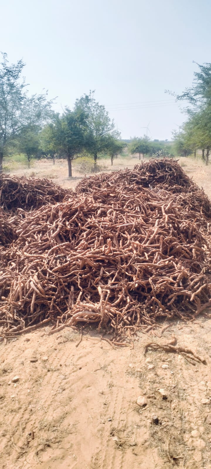 Large quantities of harvested Nannari roots gathered in the field