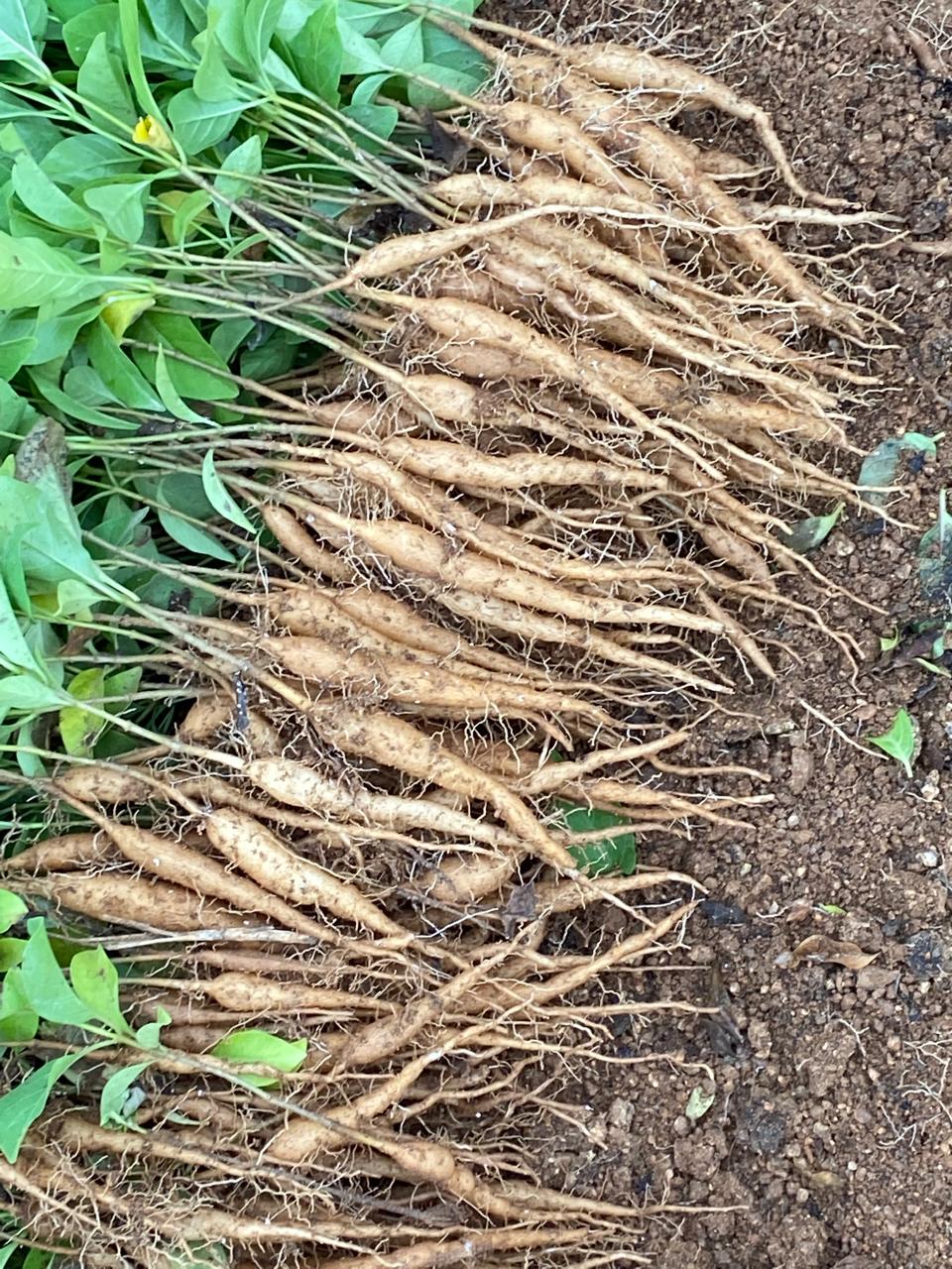 Rooted Nannari saplings prepared as planting material