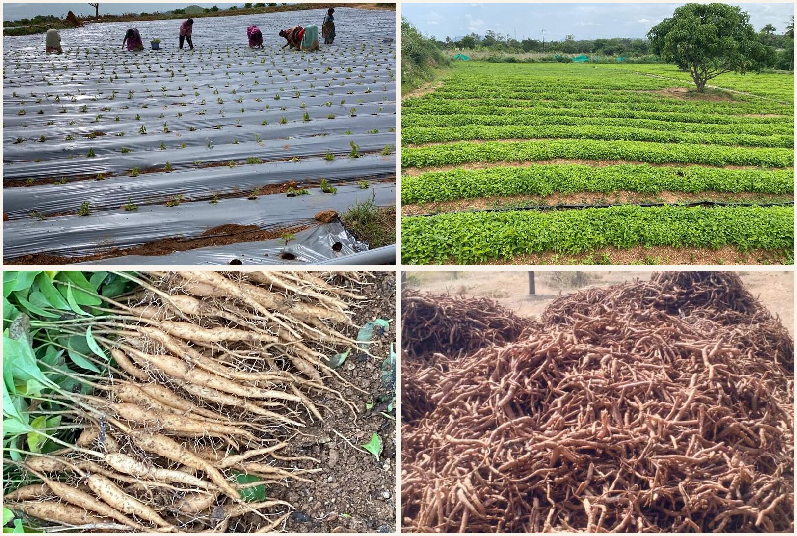 Four-stage collage showing field planting, a Nannari nursery, rooted saplings and harvested Nannari roots in Chittoor district